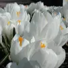Artikelbild 1 des Artikels “Garten-Krokus weiß “