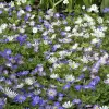 Artikelbild 1 des Artikels “Strahlen-Anemone, Farbmischung “