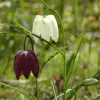 Artikelbild 1 des Artikels “Schachblume “