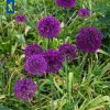 Artikelbild 1 des Artikels “Lauch Purple Sensation, 15 Stück “
