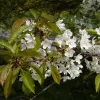 Artikelbild 1 des Artikels “Vogel-Kirsche “