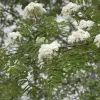 Artikelbild 1 des Artikels “Wild-Hecke 500 “