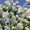 Artikelbild 1 des Artikels “Süßer Jasmin, gefüllt “