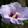 Artikelbild 1 des Artikels “Garten-Eibisch, blau “