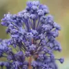 Artikelbild 1 des Artikels “Säckelblume, blau “