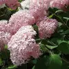 Artikelbild 1 des Artikels “Ballhortensie “