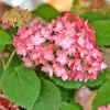 Artikelbild 1 des Artikels “Ball-Hortensie rosarot “