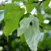 Artikelbild 1 des Artikels “Taschentuchbaum “