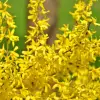 Artikelbild 1 des Artikels “Forsythie “