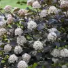 Artikelbild 1 des Artikels “Rote Blasenspiere “