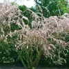 Artikelbild 1 des Artikels “Tamariske, rosa “