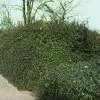 Artikelbild 1 des Artikels “Dicht und Grün, Feuerdorn-Hecke “
