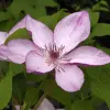 Artikelbild 1 des Artikels “Clematis 'Omoshiro' “