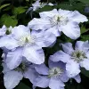 Artikelbild 1 des Artikels “Clematis 'Silver Moon' “