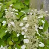 Artikelbild 1 des Artikels “Spalthortensie “