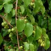Artikelbild 1 des Artikels “Strahlengriffel “