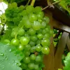 Artikelbild 1 des Artikels “Wein, Tafeltraube, grün “