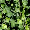 Artikelbild 1 des Artikels “Efeu, großblättrig “
