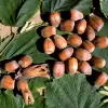 Artikelbild 1 des Artikels “Haselnuss “