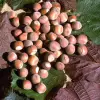 Artikelbild 1 des Artikels “Haselnuss, rotlaubig “