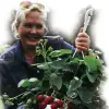 Artikelbild 1 des Artikels “Super-Erdbeere 