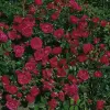Artikelbild 1 des Artikels “Teichrandrose, himbeerrot “