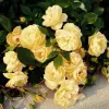 Artikelbild 1 des Artikels “Teichrandrose, honiggelb “