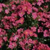 Artikelbild 1 des Artikels “Teichrandrose, lachsrosa “