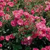 Artikelbild 1 des Artikels “Teichrandrose, pink “