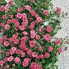 Artikelbild 1 des Artikels “Kletterrose Lawinia ® “