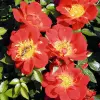Artikelbild 1 des Artikels “Rose Bienenweide ® Hellrot “