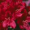 Artikelbild 1 des Artikels “Rhododendron rot “