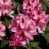 Artikelbild 1 des Artikels “Rhododendron, Inkarho®, rosa “