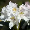 Artikelbild 1 des Artikels “Rhododendron, Inkarho®, weiß “