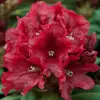 Artikelbild 1 des Artikels “Rhododendron, Inkarho®, rot “