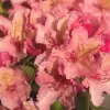 Artikelbild 1 des Artikels “Rhododendron, Inkarho®, orange-rosa “