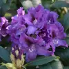 Artikelbild 1 des Artikels “Rhododendron, Inkarho®, violett “