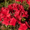 Artikelbild 1 des Artikels “Niedrige Azalee, rot “