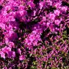 Artikelbild 1 des Artikels “Niedrige Azalee, violett “