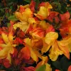 Artikelbild 1 des Artikels “Hohe Azalee, orangerot “