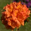 Artikelbild 1 des Artikels “Hohe Azalee, dunkelorange “