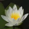 Artikelbild 1 des Artikels “Seerose Hermine “