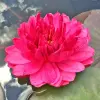 Artikelbild 1 des Artikels “Seerose Fuchsia Pom Pom “