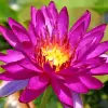 Artikelbild 1 des Artikels “Seerose Purple Fantasy® “