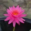 Artikelbild 1 des Artikels “Seerose Tan Khwan “
