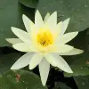 Artikelbild 1 des Artikels “Seerose odorata Sulphurea “