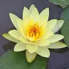 Artikelbild 1 des Artikels “Seerose Moorei “