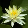 Artikelbild 1 des Artikels “Seerose Yellow Sensation “