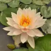 Artikelbild 1 des Artikels “Seerose Inner Light “