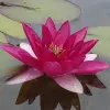 Artikelbild 1 des Artikels “Seerose Laydekeri Fulgens “